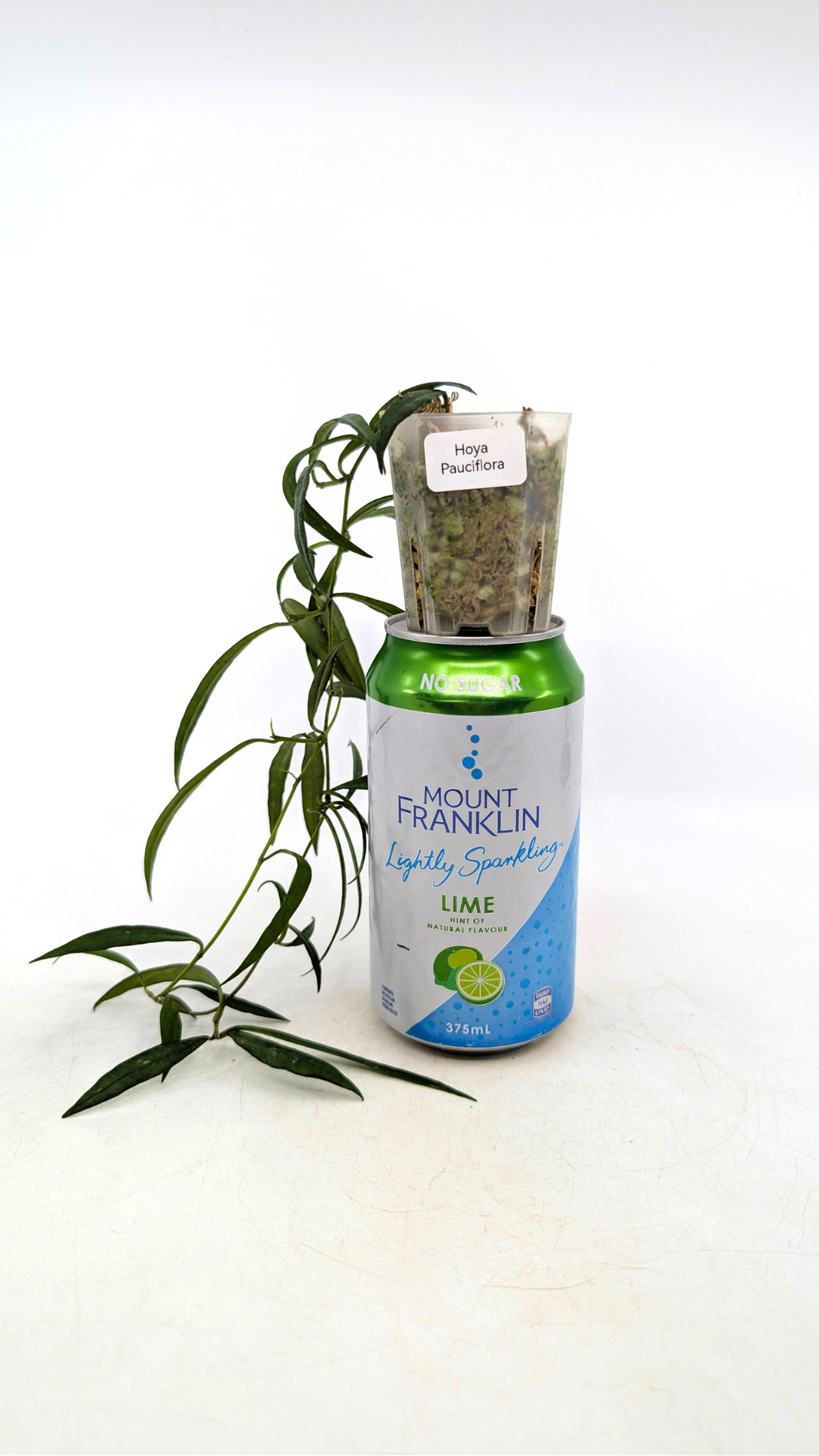 Uncommon waxplant Hoya Pauciflora available for sale at rare indoor plan shop The Leaf Gallery in Perth, Western Australia