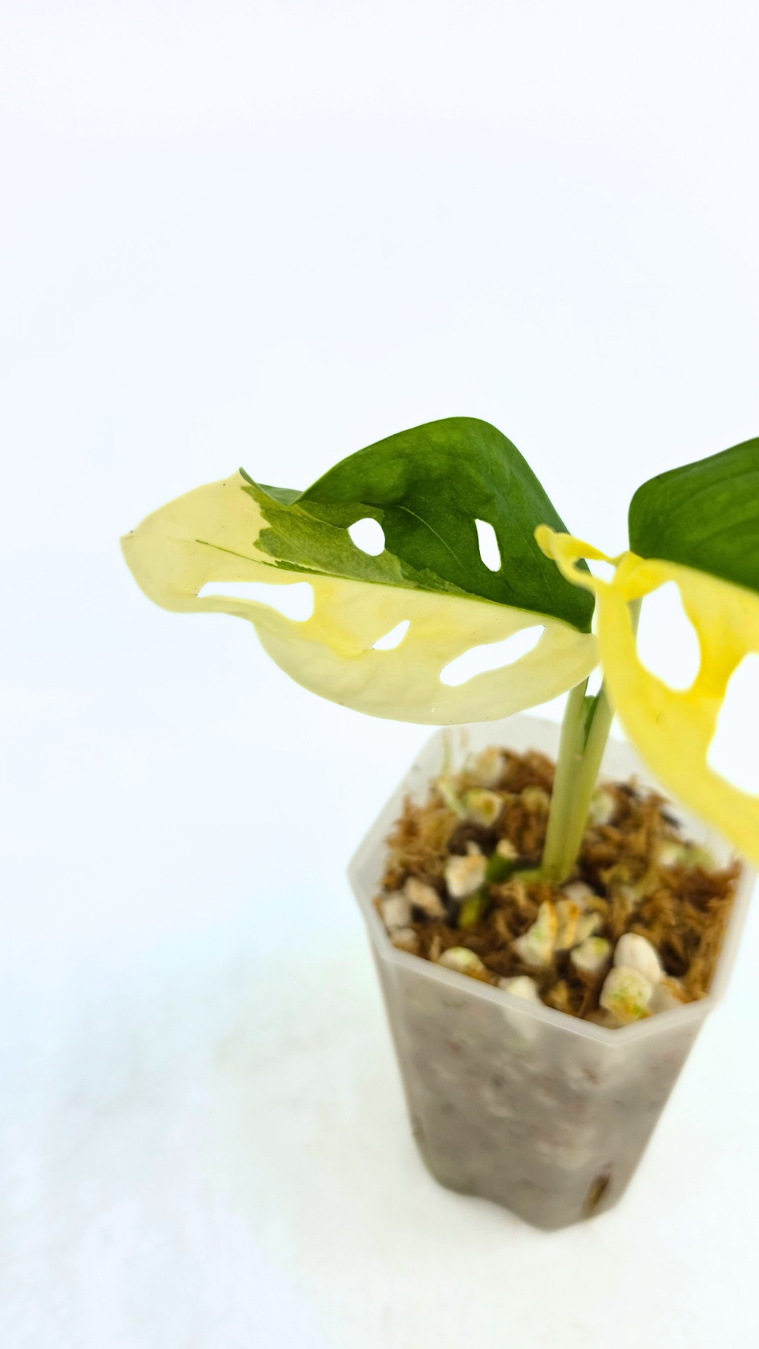 Rare indoor plant Monstera Adansonii Albo Varigated available for sale at rare houseplant shop The Leaf Gallery in Perth, Western Australia
