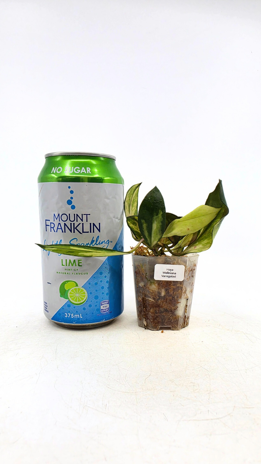 Rare hoya Walliniana Varigated available for sale at rare plant shop The Leaf Gallery in Perth, Western Australia