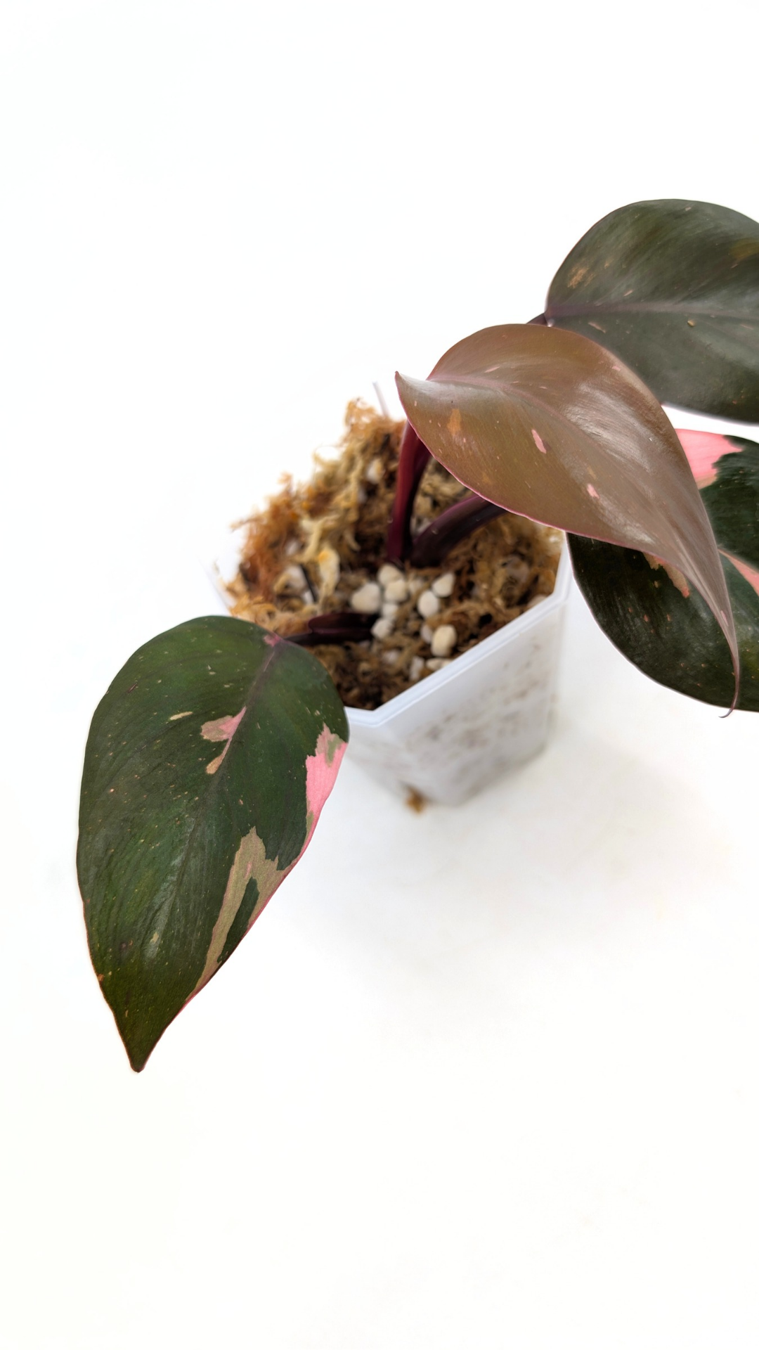 Philodendron pink princess variegated available for sale at rare indoor house plant shop The Leaf Gallery in Perth, Western Australia