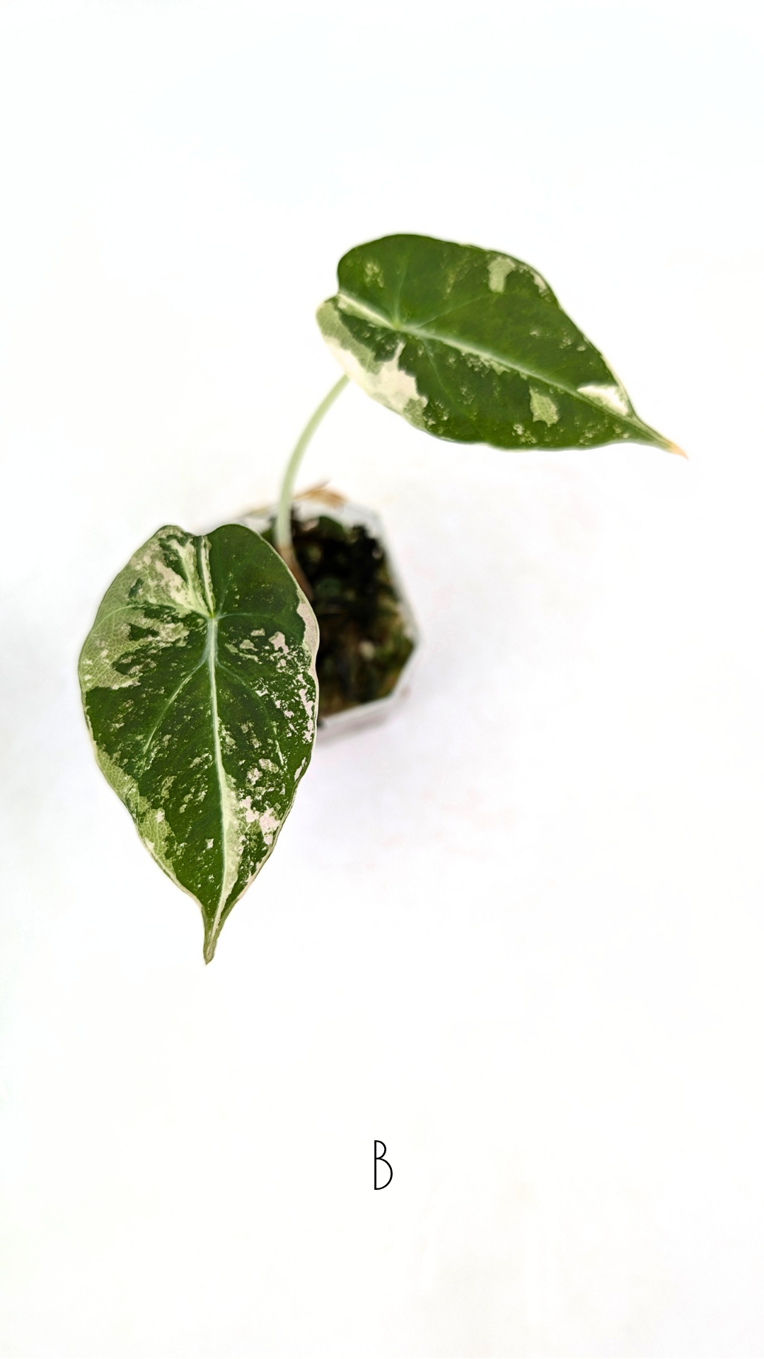Rare indoor plant Alocasia Black Velvet Pink Variegated available for sale from rare house plant shop The Leaf Gallery in Perth, Western Australia