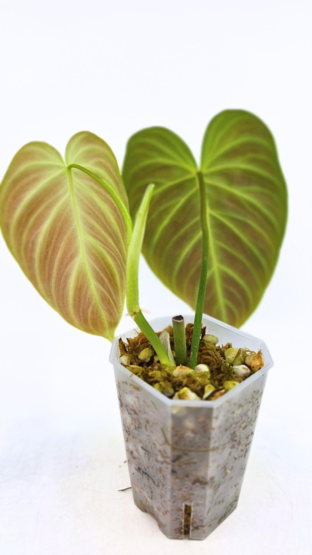 Uncommon indoor plant Philodendron Splendid available for sale at rare house plant shop The Leaf Gallery in Perth, Western Australia