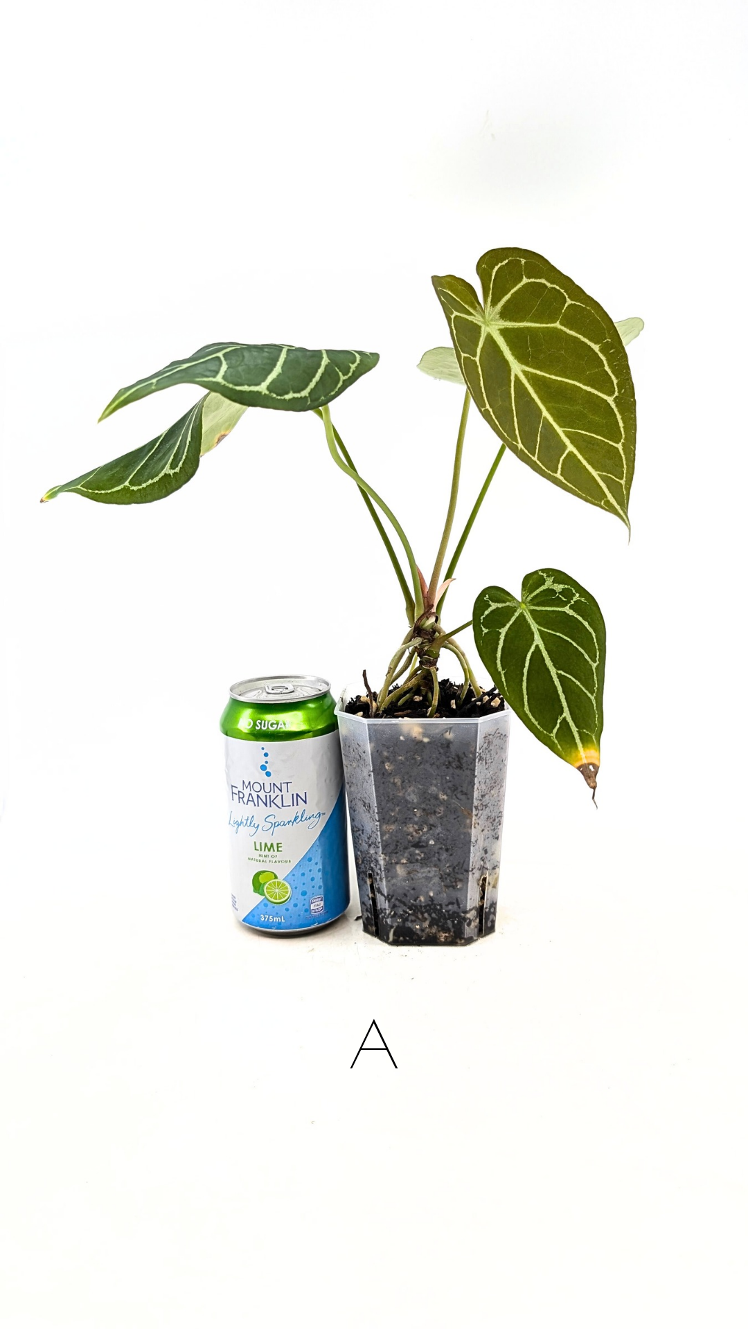 Rare anthurium hybrid Dark Forgetii cross with Anthurium Silver blush available for sale at rare plant shop The Leaf Gallery in Perth, Western Australia