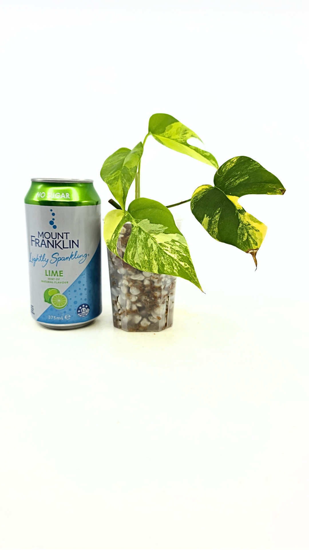 Rare indoor plant Raphidophora Tetrasperma Aurea for sale by rare plant shop The Leaf Gallery in Perth