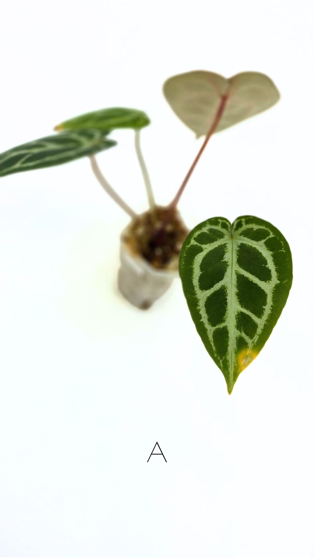 Rare anthurium hybrid Anthurium red dorayaki mutation with Anthurium Michelle by The Leaf Gallery in Perth, Western Australia