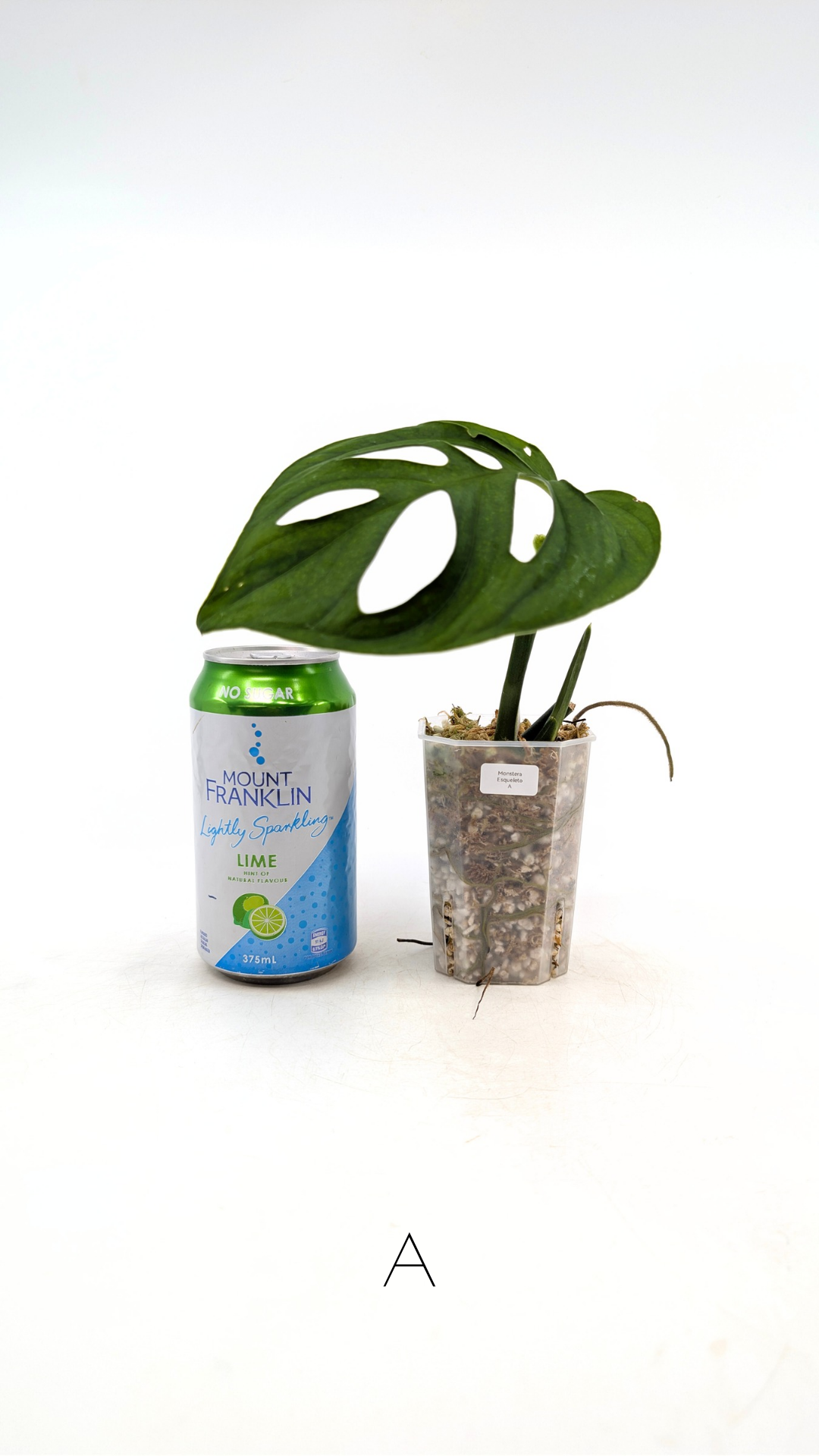 Rare plant Monstera Esqueleto or Monstera Epipremnoides propagated by rare indoor plant shop The Leaf Gallery in Perth, Western Australia