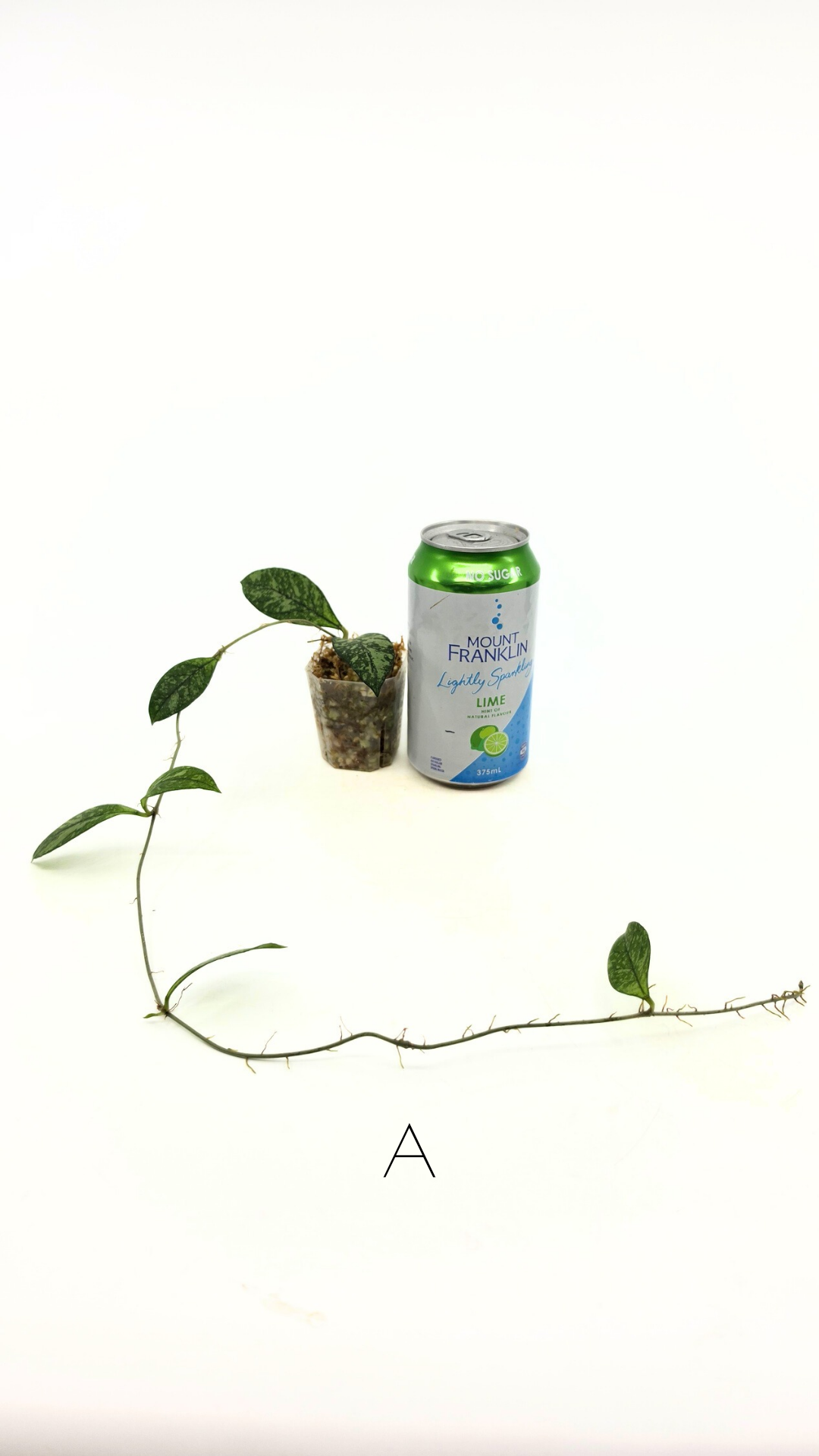 Rare waxplant Hoya Crassipetiolata Splash available for sale at rare indoor plant shop The Leaf Gallery in Perth, Western Australia