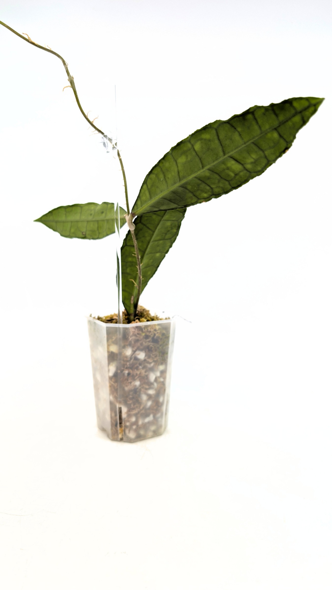 Rare waxplant Hoya Finlaysonii Long Leaf available for sale at rare indoor plant shop The Leaf Gallery in Perth, Western Australia