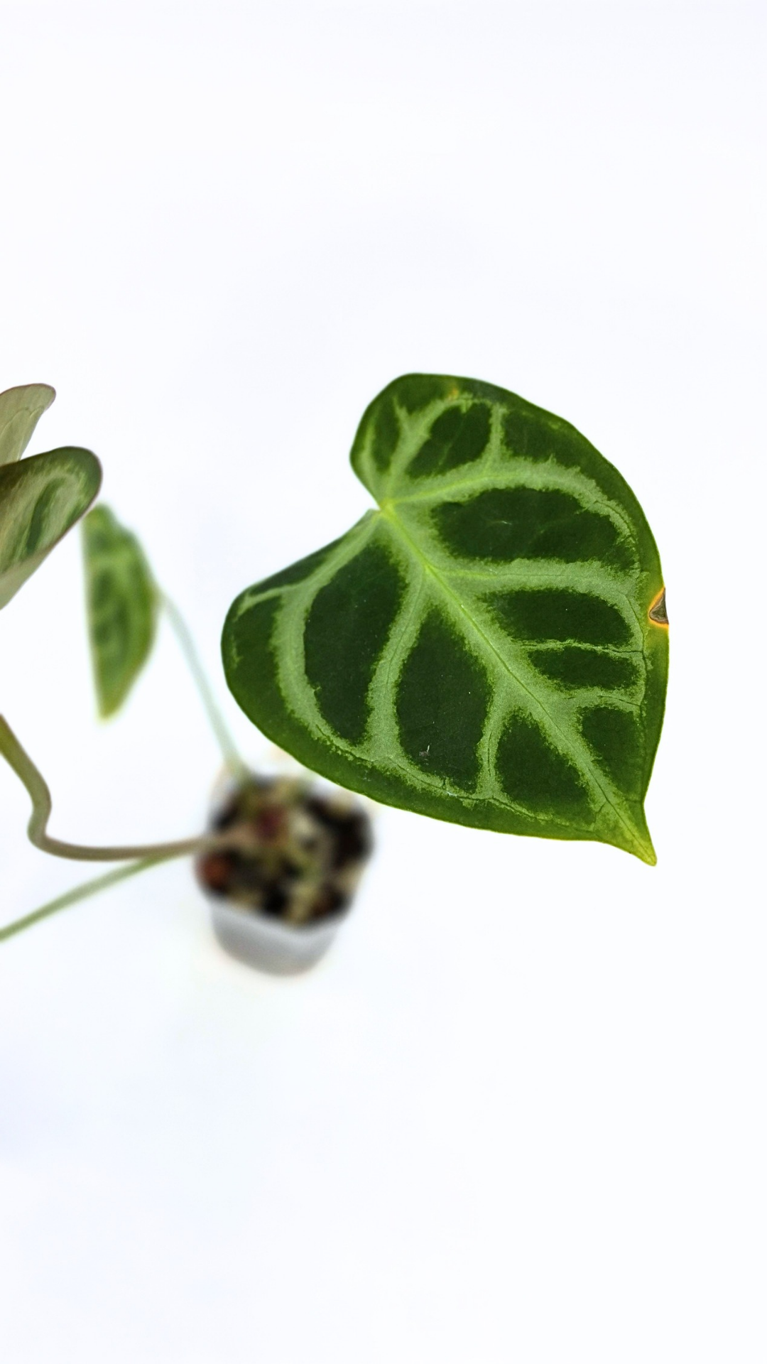 Rare indoor plant Anthurium Magnificum available for sale at rare house plant shop The Leaf Gallery in Perth, Western Australia