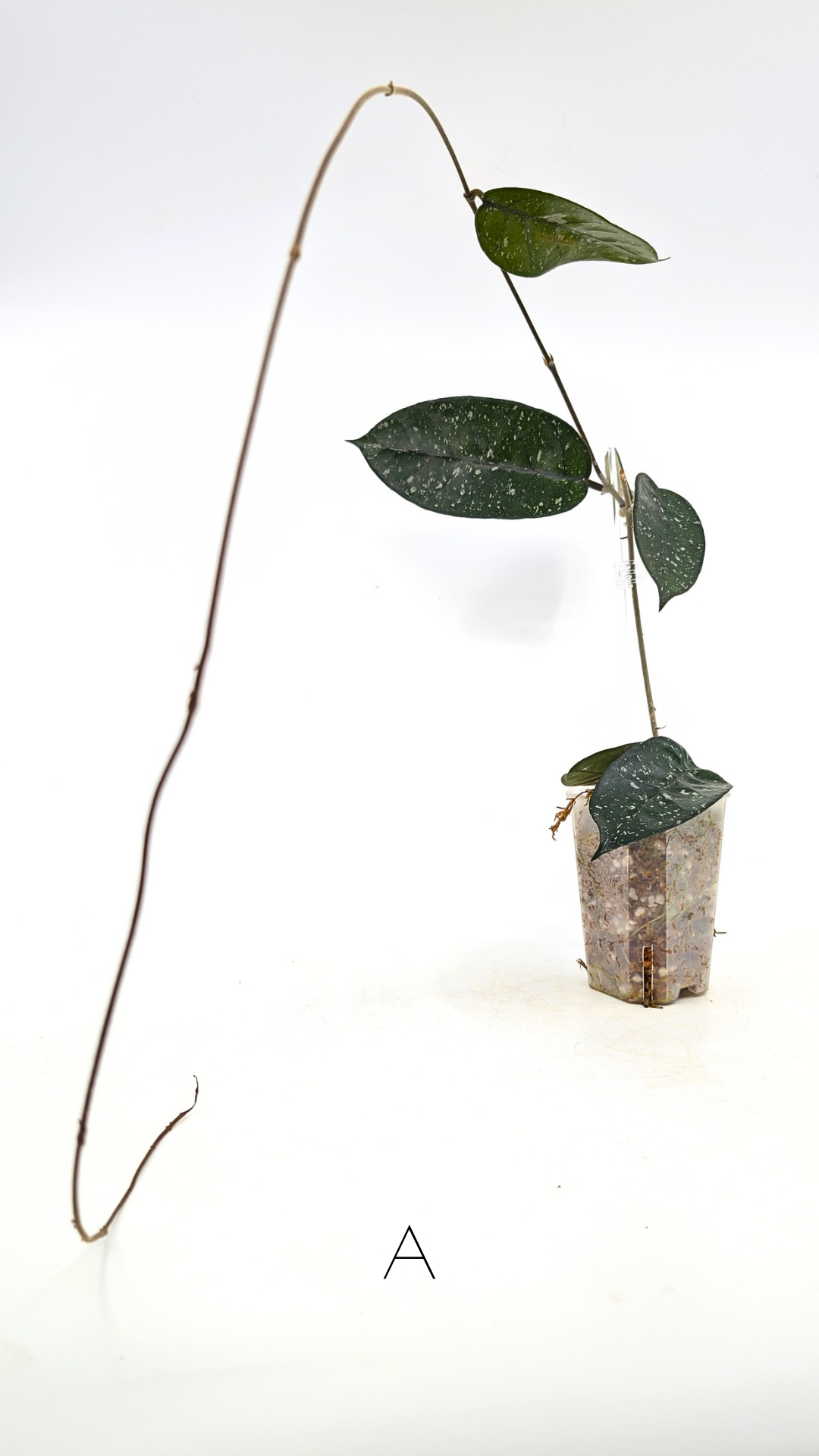 Rare waxplant Hoya Starry Night available for sale at The Leaf Gallery in Perth, Western Australia