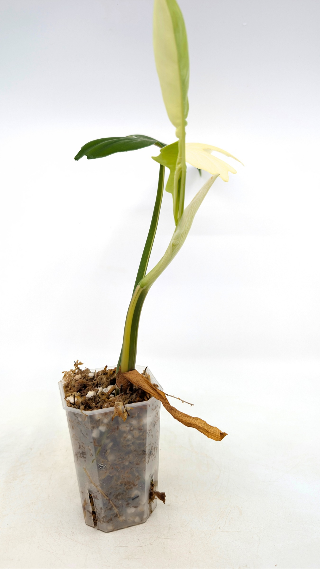 Single plants upload_20251220_113506_0002.png