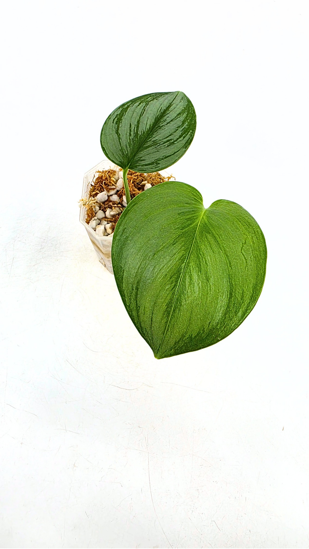 Rare indoor plant Scindapsus Treubii Moonlight available for sale at rare house plant shop The Leaf Gallery in Perth, Western Australia