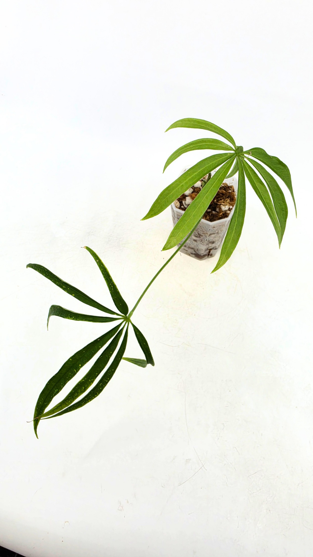 Hard to find house plant Anthurium Polydactylum available for sale at rare plant shop The Leaf Gallery in Perth, Western Australia.