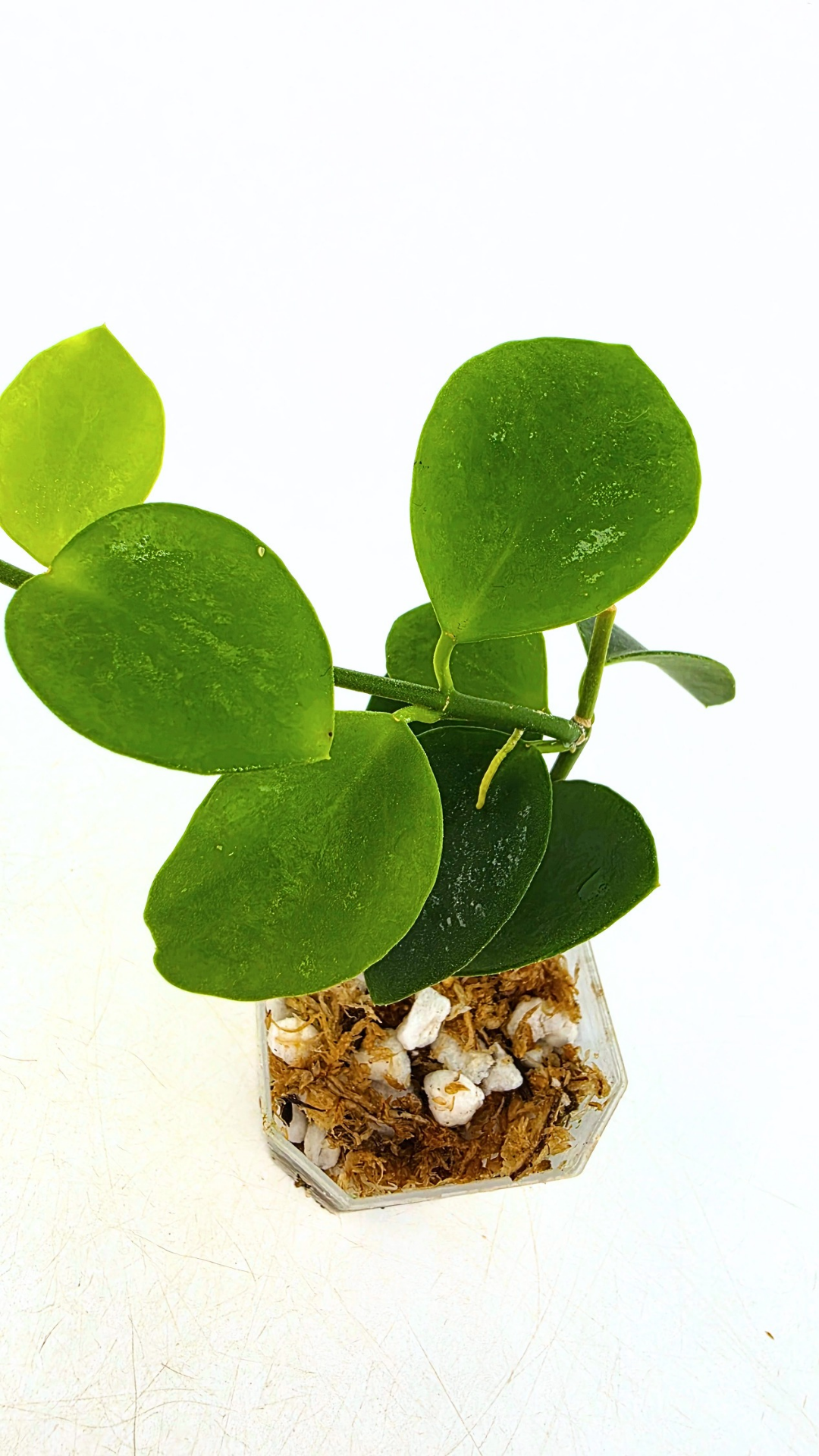 Rare waxplant Hoya Biak Irian Jaya IML1187 available for sale at rare plant shop The Leaf Gallery in Perth, Western Australia