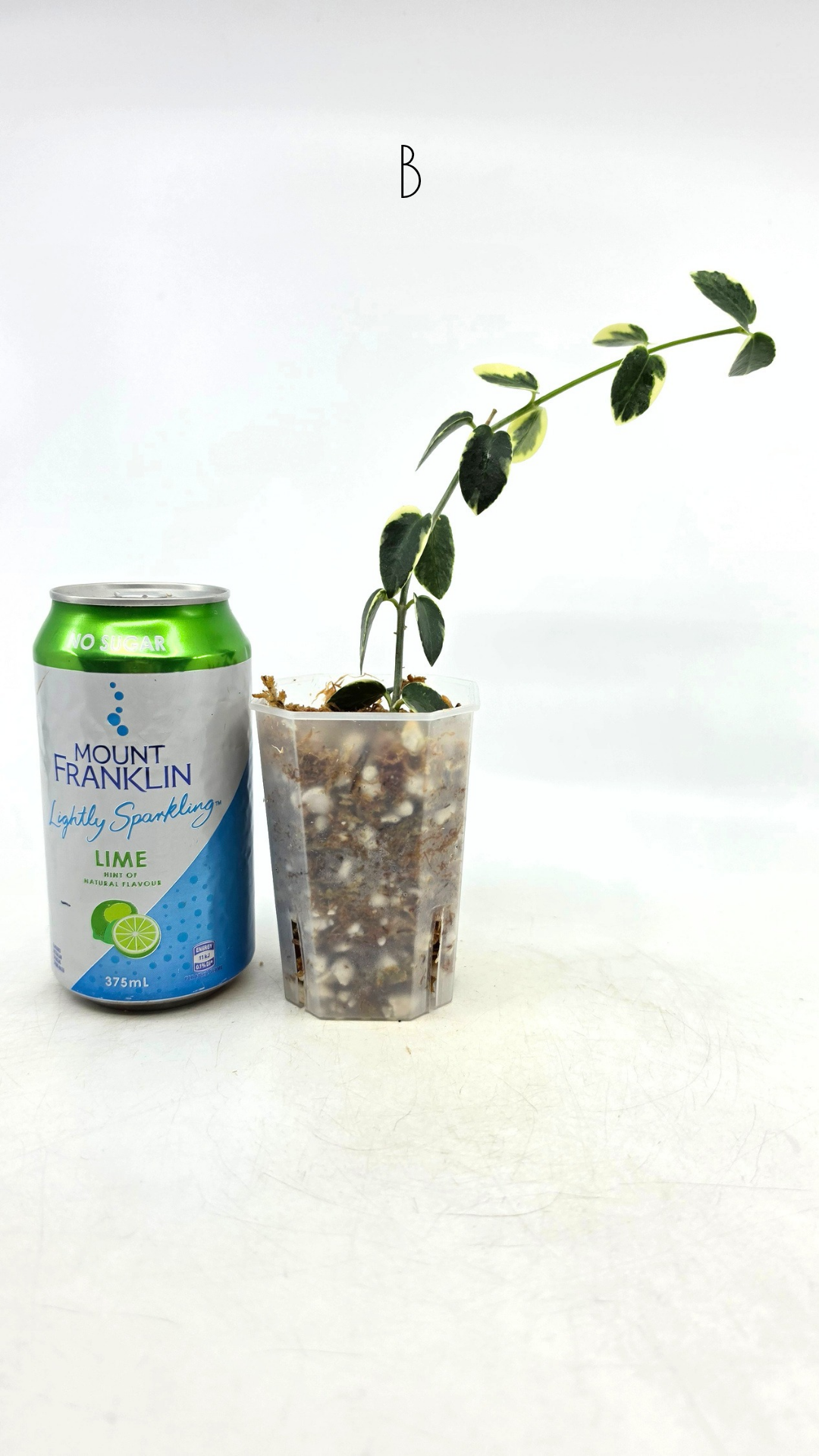 Rare waxplant Hoya Cumingiana Albo available for sale at rare indoor plant shop The Leaf Gallery in Perth, Western Australia