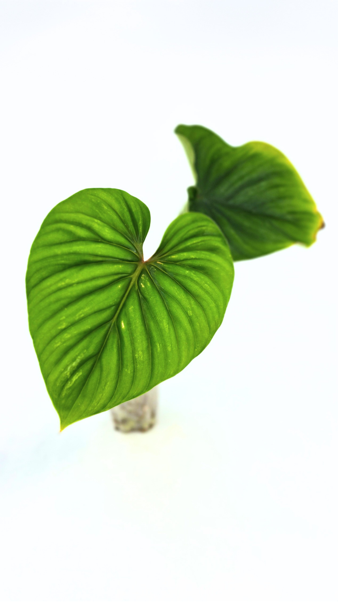 Uncommon indoor plant Philodendron Plowmanii available at rare plant shop The Leaf Gallery in Perth, Western Australia