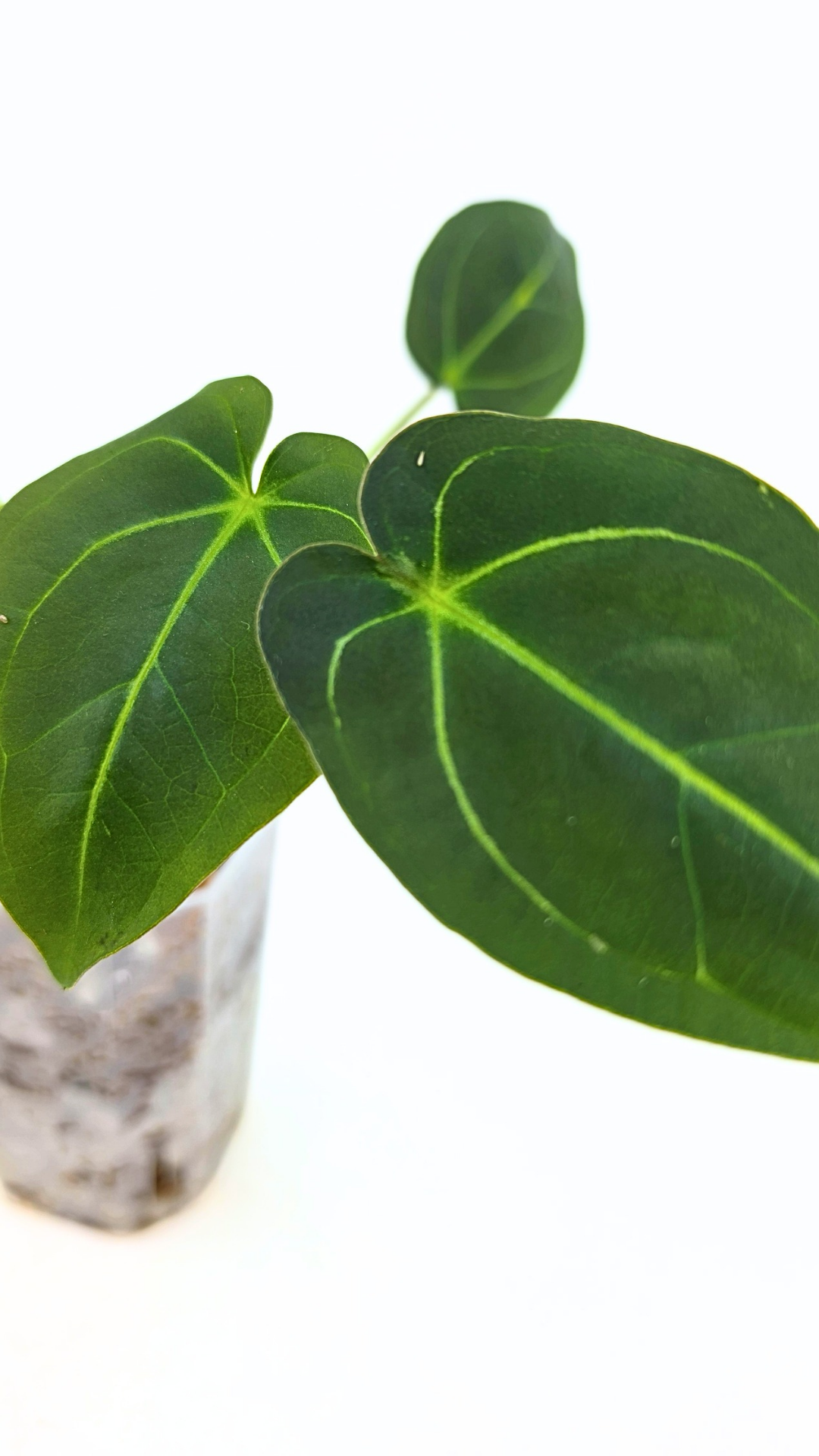 Rare anthurium hybrid Dark Forgetii X Bessae Aff available for sale at rare houseplant shop The Leaf Gallery in Perth, Western Australia