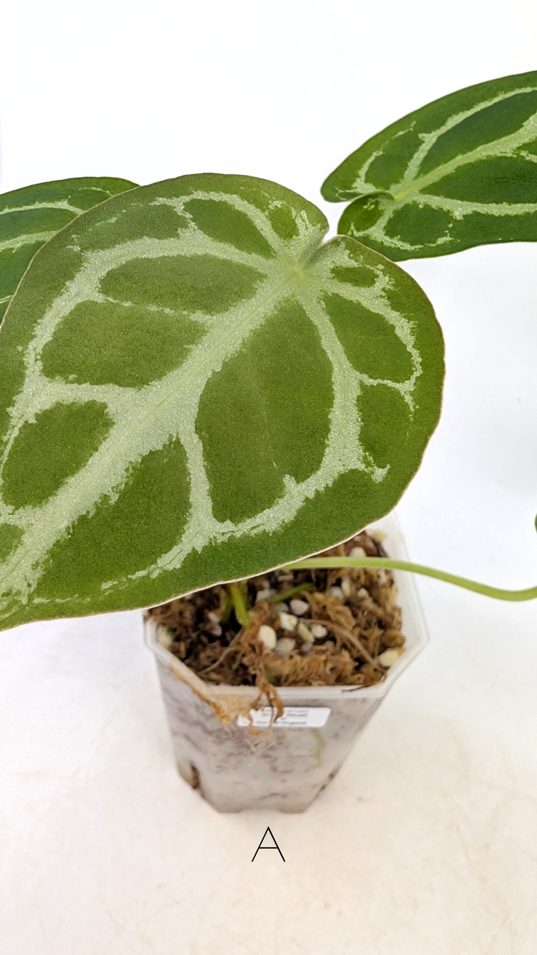 Rare anthurium hybrid Dark Forgetii cross with Anthurium Silver blush available for sale at rare plant shop The Leaf Gallery in Perth, Western Australia