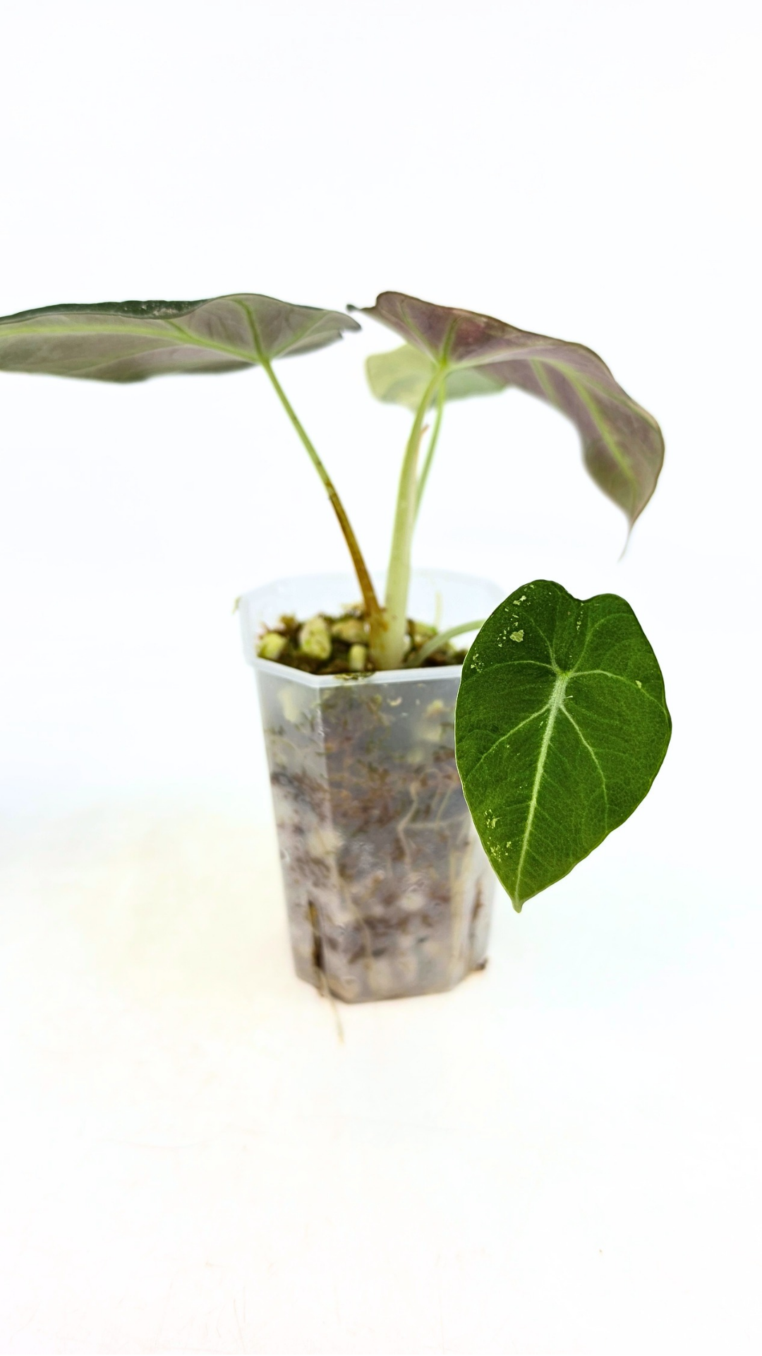 Rare indoor plant Alocasia Black Velvet Pink Variegated available for sale from rare house plant shop The Leaf Gallery in Perth, Western Australia