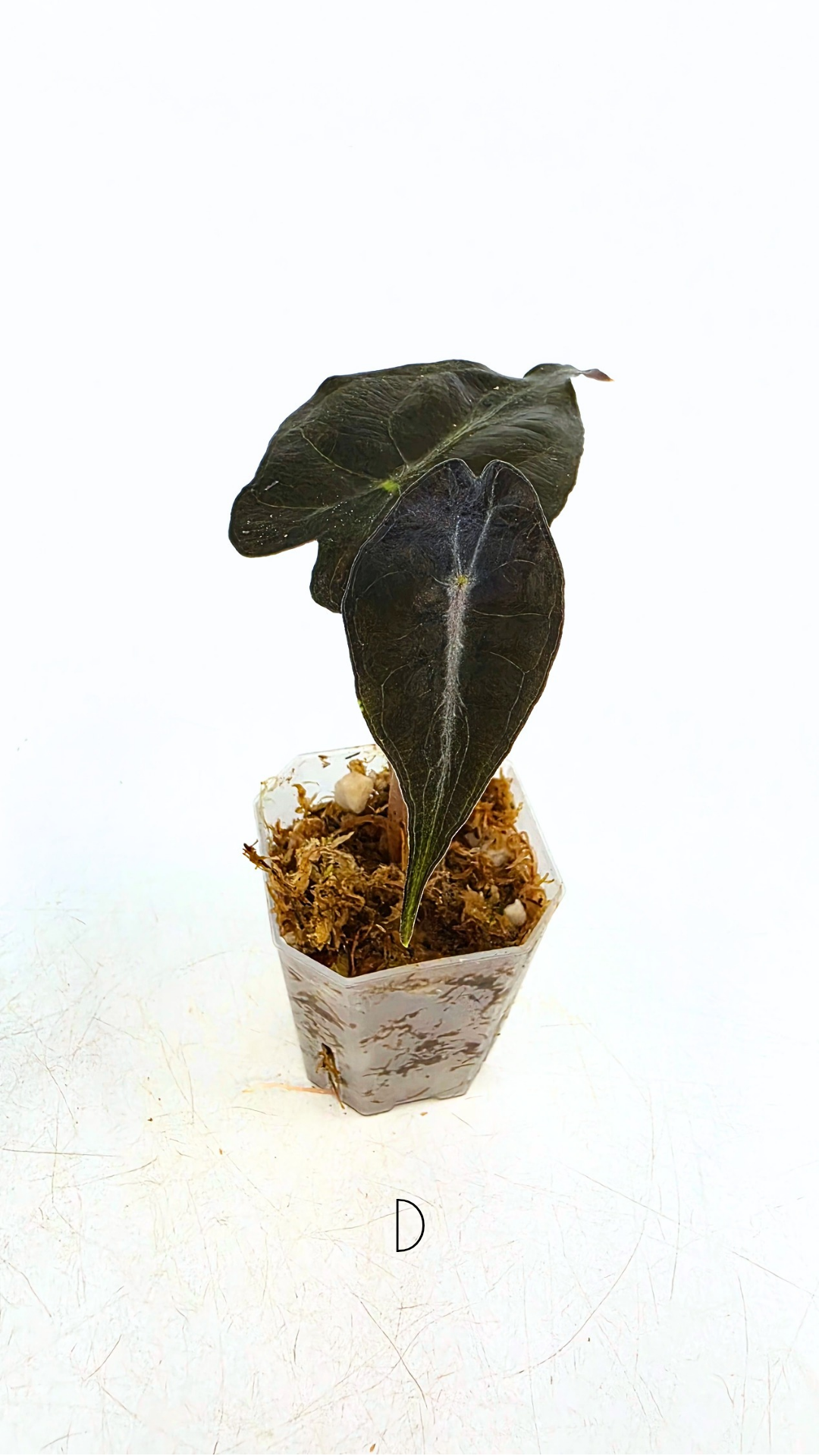 Rare indoor plant Alocasia Venom available for sale at rare house plant shop The Leaf Gallery in Perth, Western Australia.