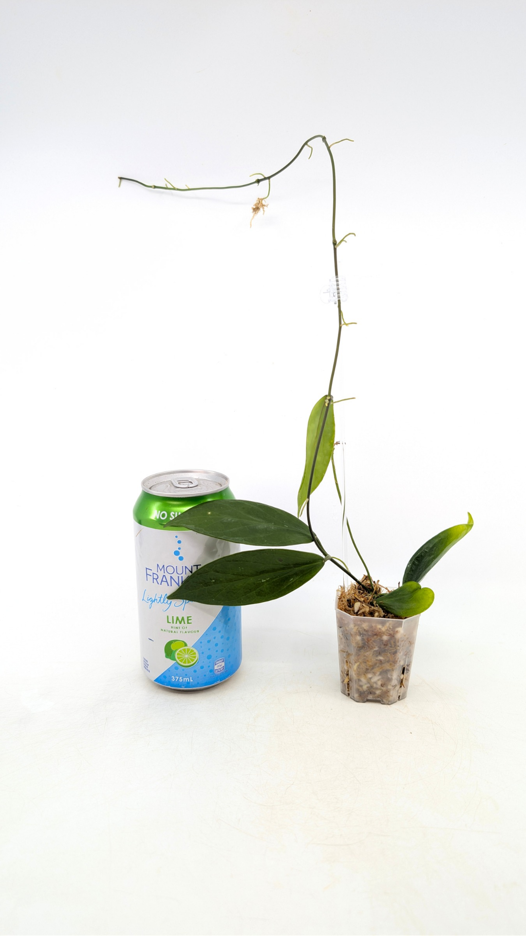 Uncommon waxplant Hoya Flavida Mt Gallego available for sale at rare plant shop The Leaf Gallery in Perth, Western Australia