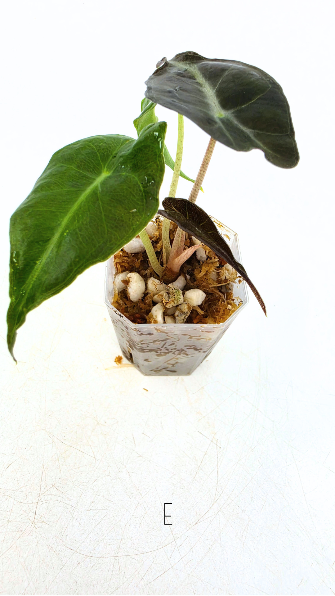Rare indoor plant Alocasia Venom available for sale at rare house plant shop The Leaf Gallery in Perth, Western Australia.