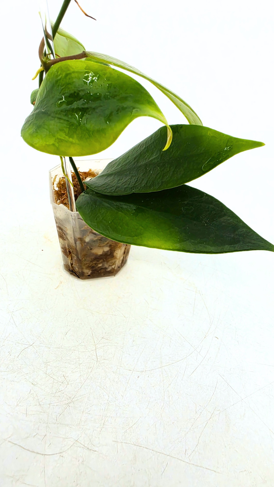 Uncommon waxplant Hoya Flavida Mt Gallego available for sale at rare plant shop The Leaf Gallery in Perth, Western Australia