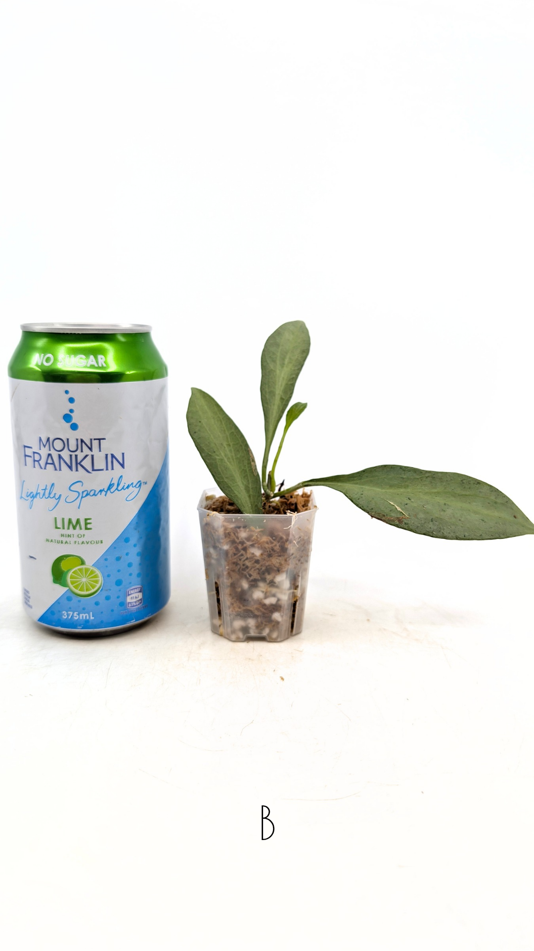 Rare waxplant Hoya Nicholsoniae New Guinea Ghost propagated and for sale by rare plant shop The Leaf Gallery in Perth, Western Australia