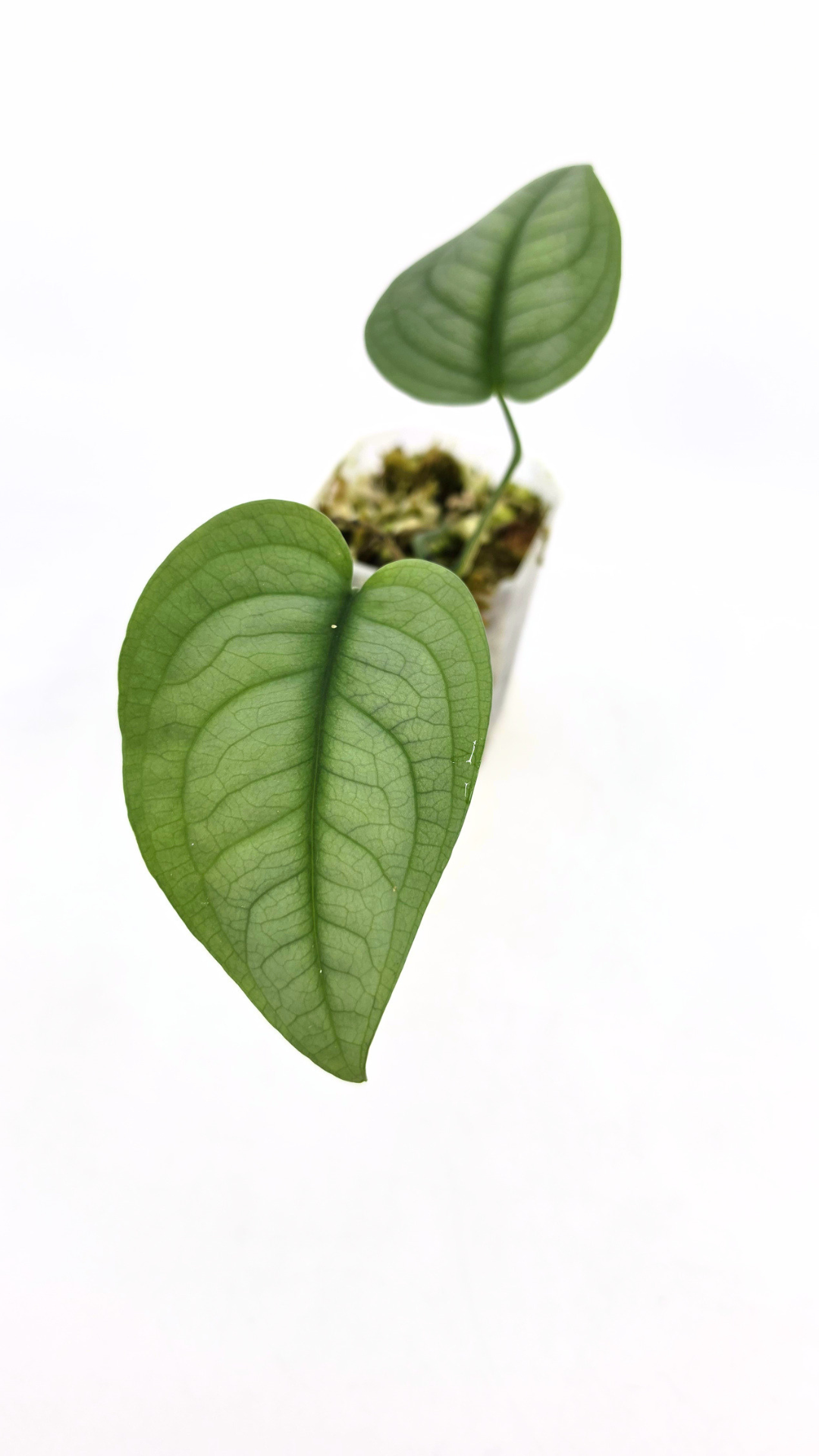 Anadendrum Affine