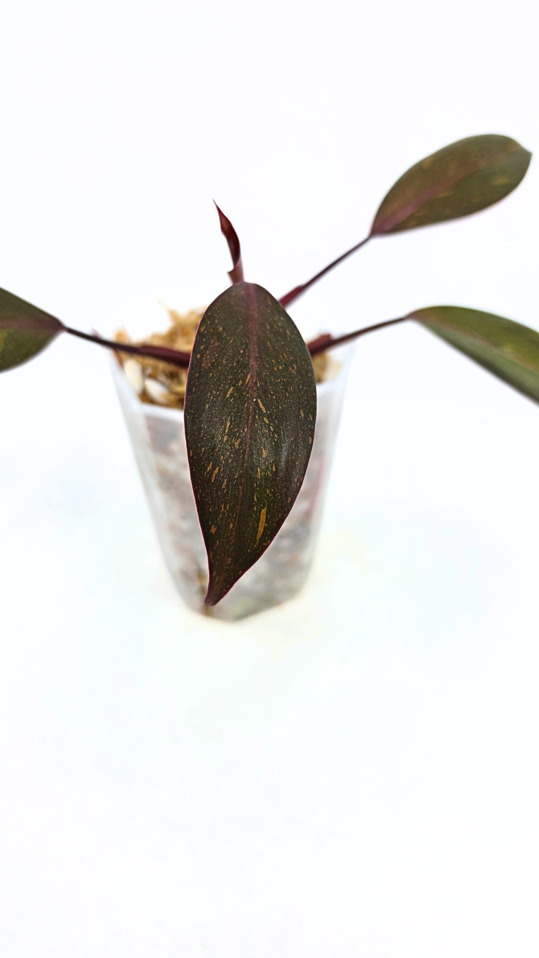 Rare indoor plant Philodendron Orange Princess Varigated available for sale at rare plant shop The Leaf Gallery in Perth, Western Australia