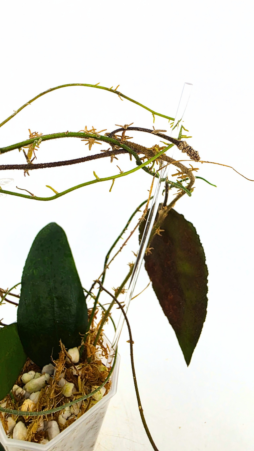 Rare Hoya Caudata Sumatra available for sale by rare indoor plant shop The Leaf Gallery in Perth, Western Australia