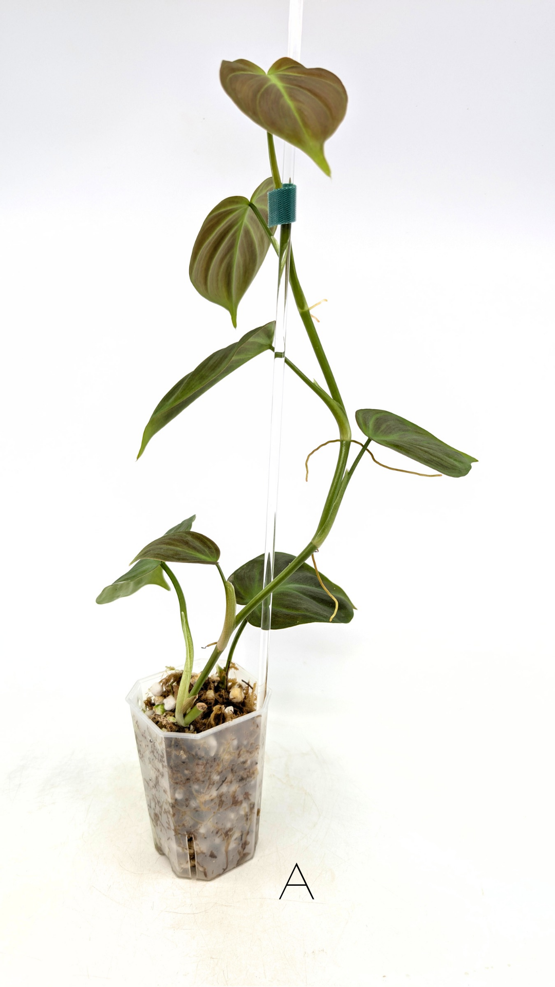 Uncommon indoor plant Philodendron Camposportoanum available for sale at rare house plant shop The Leaf Gallery in Perth, Western Australia