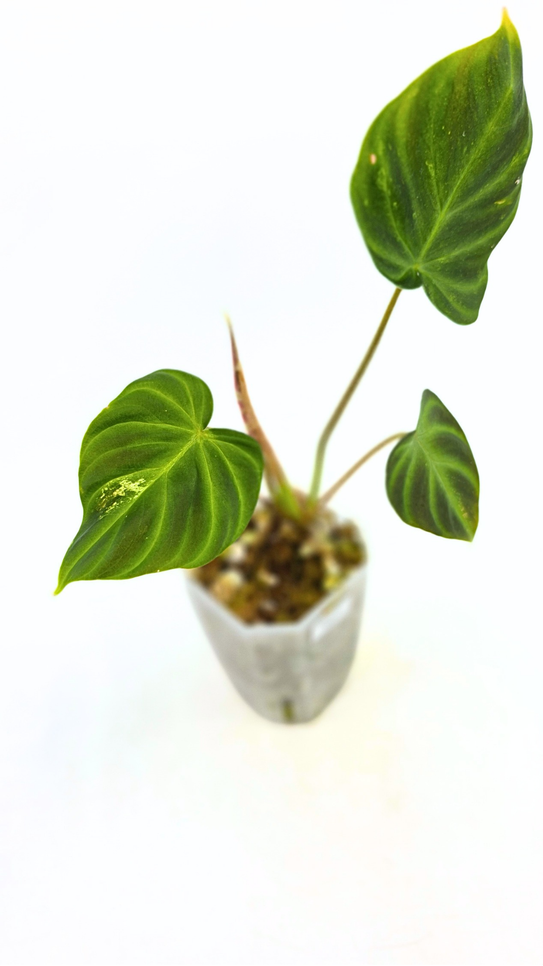 Rare indoor plant Philodendron Verrucusom Mint Variegated available for sale at rare house plant shop The Leaf Gallery in Perth, Western Australia