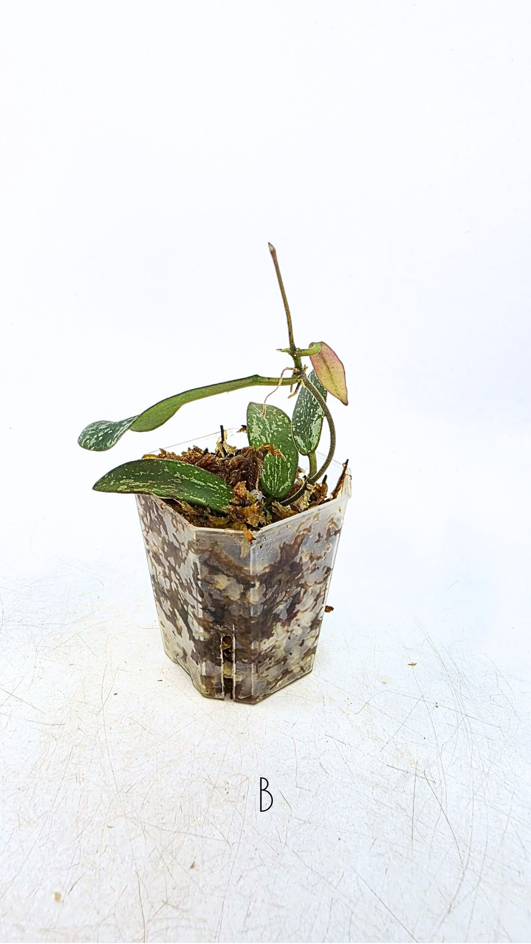 Rare indoor wax plant Hoya Sigillatis propagated by The Leaf Gallery in Perth, Western Australia