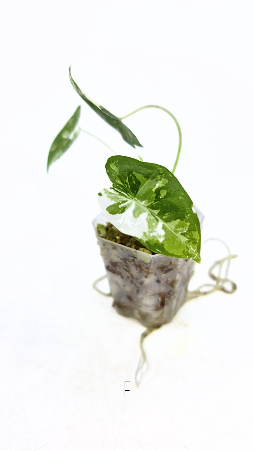 Rare indoor plant Alocasia Frydek Variegated available for sale at rare house plant shop The Leaf Gallery in Perth, Western Australia