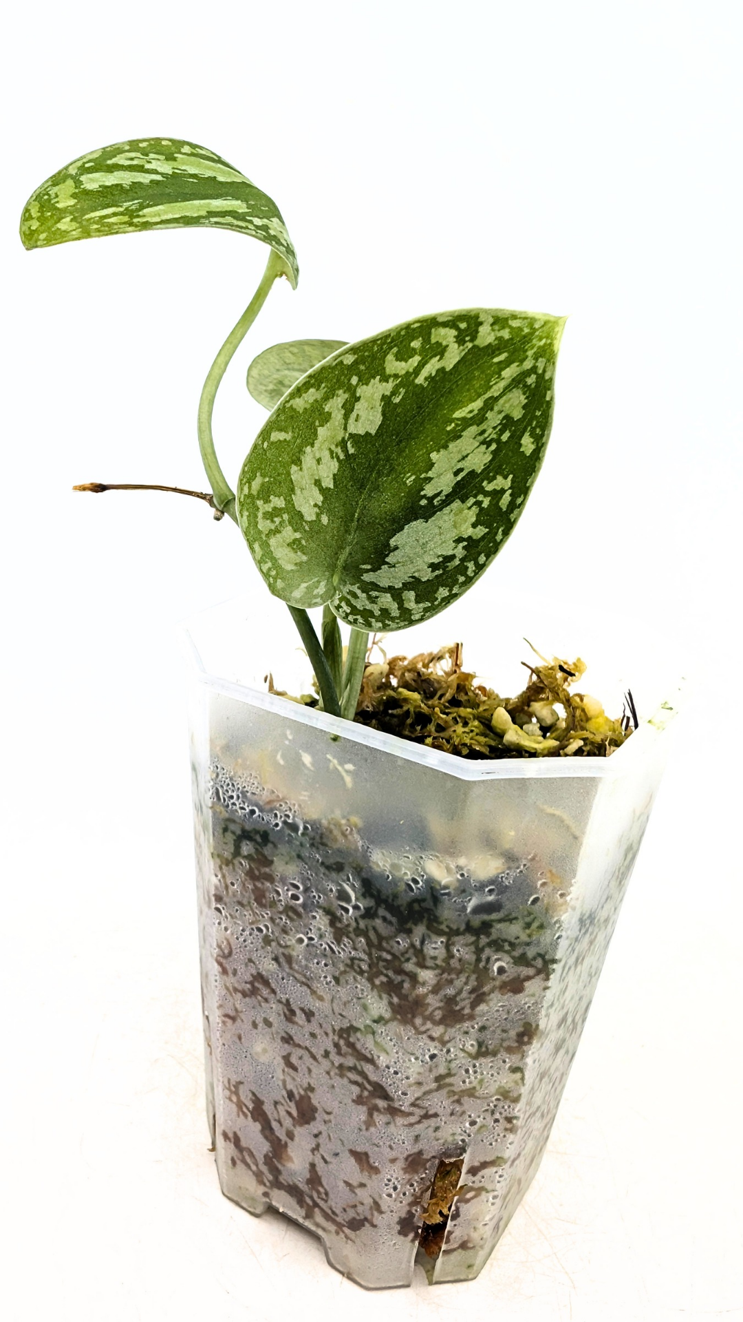 Rare Houseplant Scindapsus Silver Tricolour for sale at rare indoor plant shop, The Leaf Gallery in Perth, Western Australia