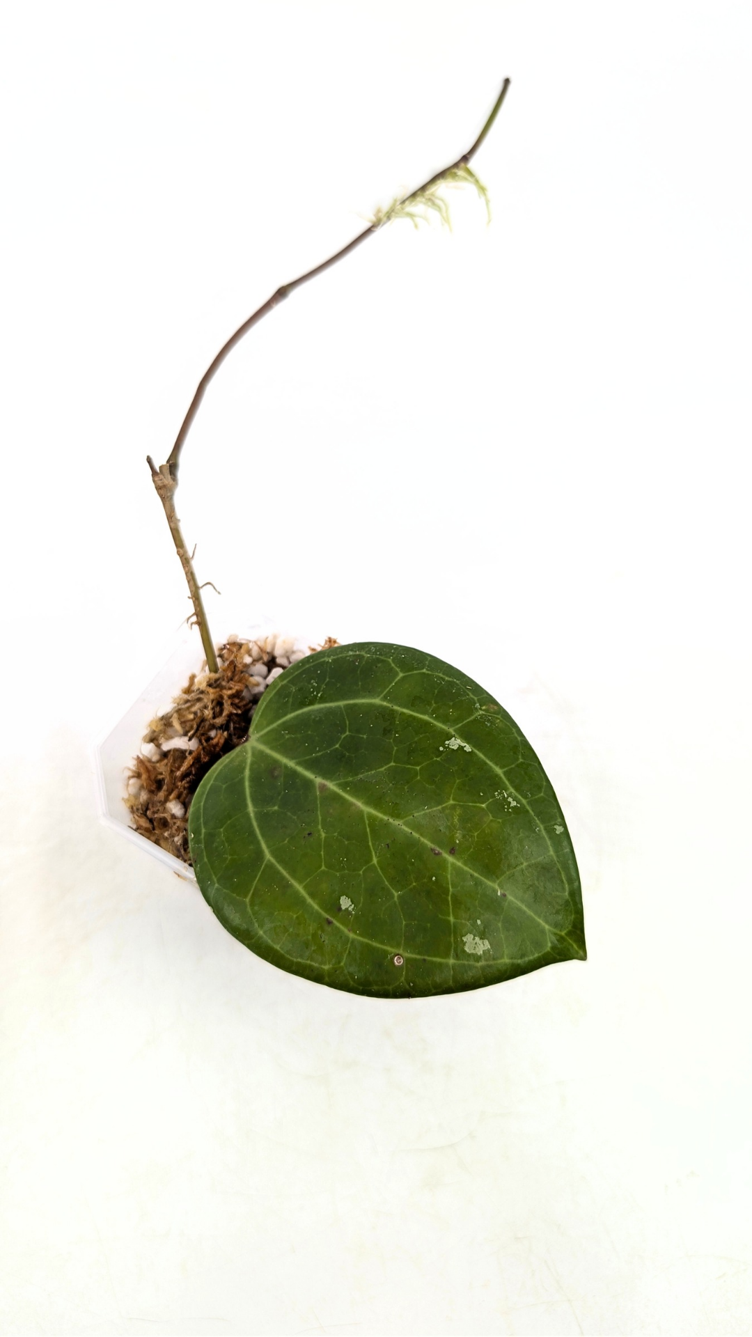 Rare waxplant Hoya Sarawak available for sale at rare indoor plant shop The Leaf Gallery in Perth, Western Australia