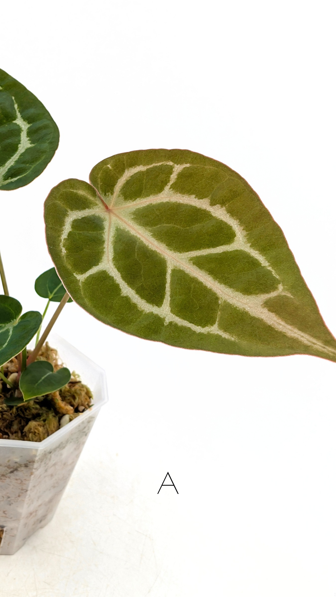 Rare anthurium hybrid Anthurium Dark Forgetii x Bessae Aff X Anthurium Michelle by The Leaf Gallery in Perth, Western Australia