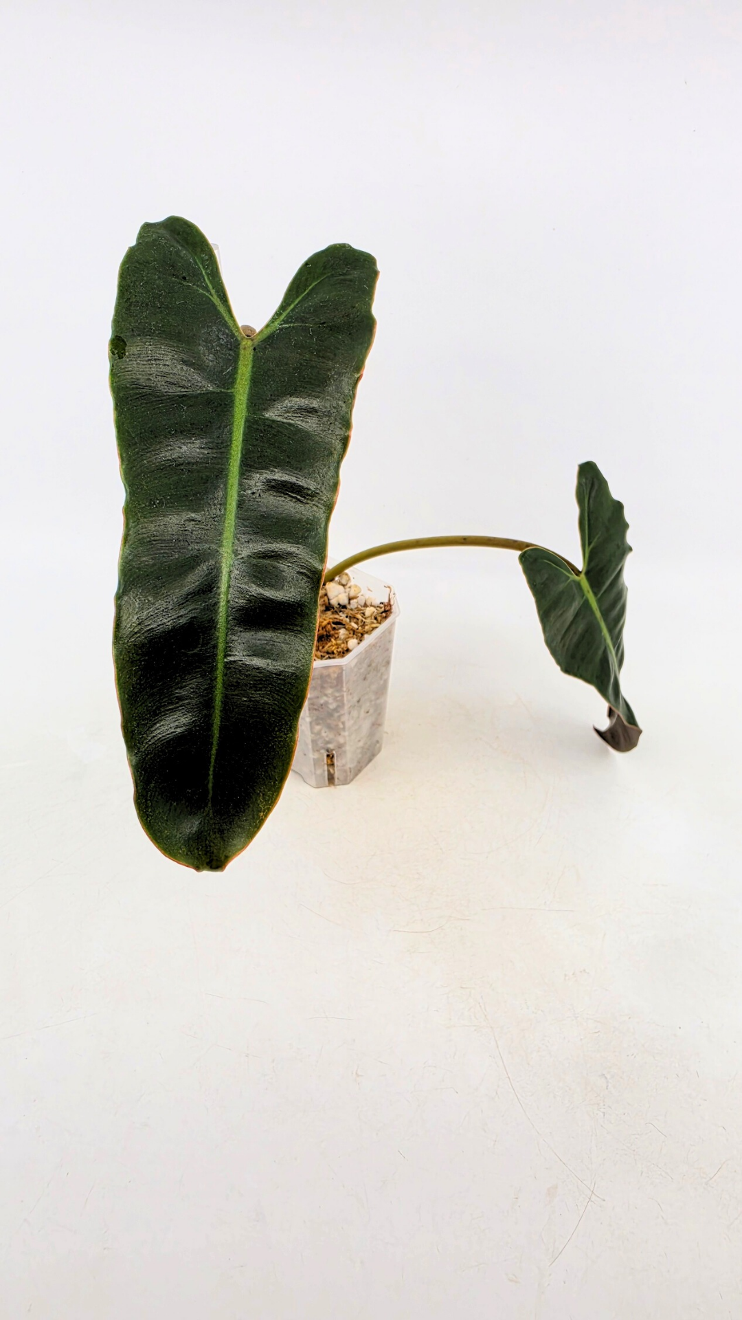 Rare indoor plant Philodendron Black Billitiae (philodendron atabapoense x philodendron billietiae) available for sale at rare house plant shop The Leaf Gallery in Perth, Western Australia