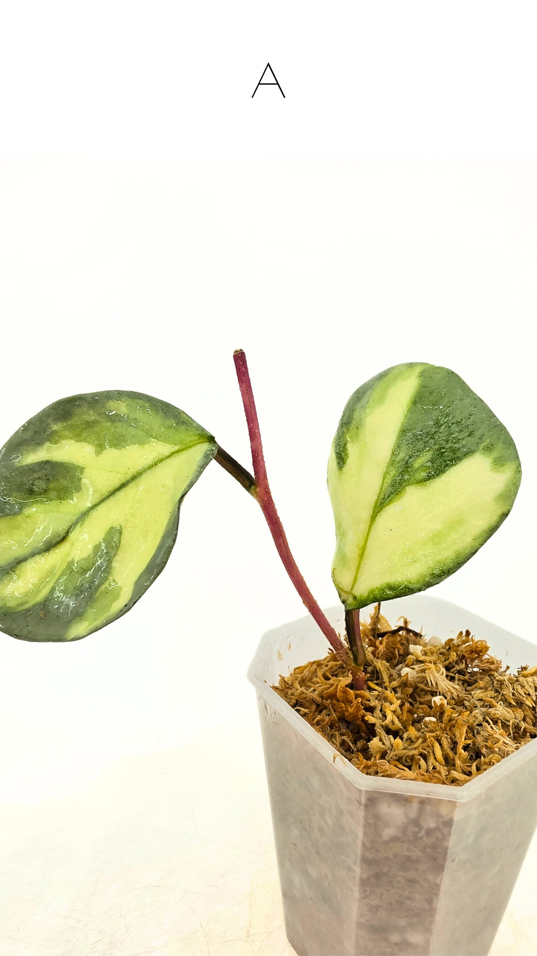 Ultra rare waxplant Hoya Argentea Princess available at rare hoya shop the Leaf Gallery in Perth, Western Australia. Rare hoya Argentea Princess is a varigated form of Hoya Nova Ghost.