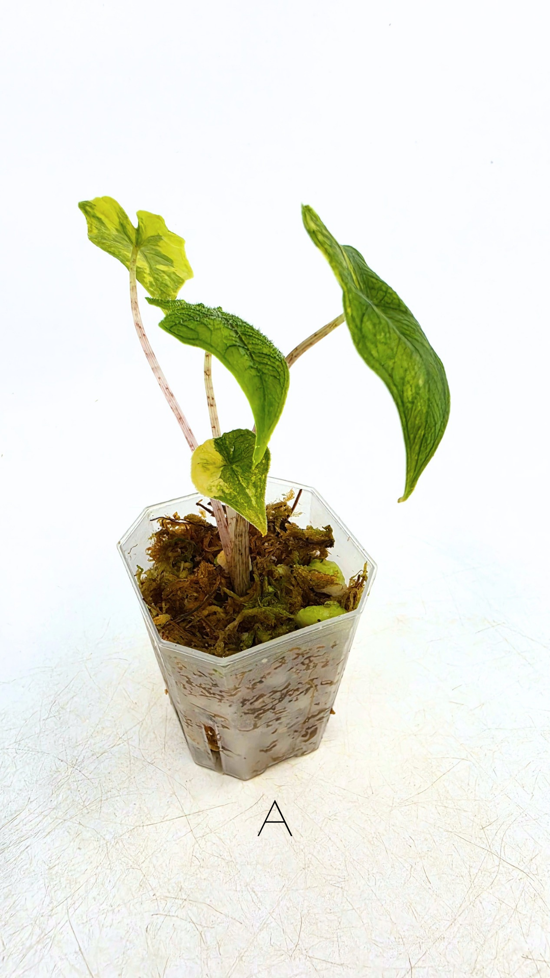 Rare indoor plant Alocasia Jacklyn Variegated available for sale at rare house plant shop The Leaf Gallery in Perth, Western Australia.