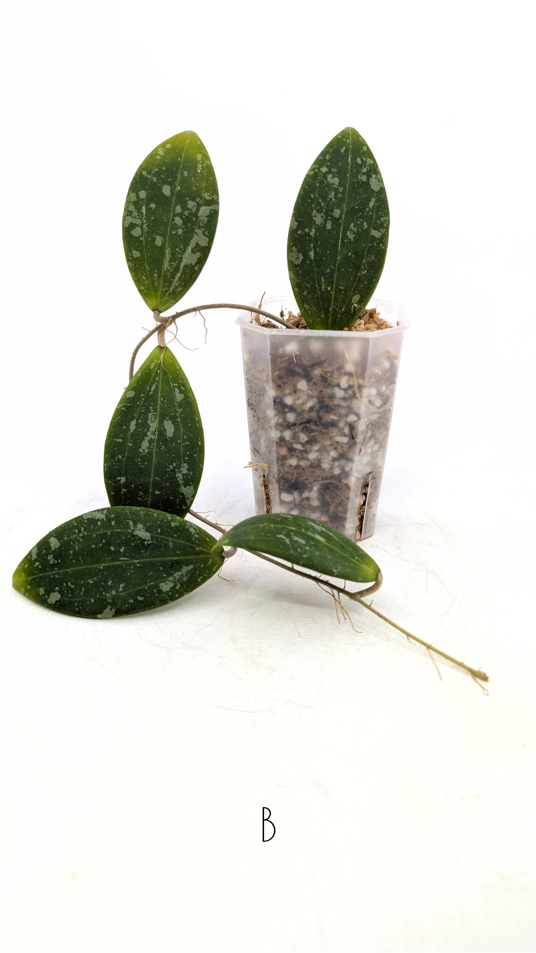 Rare waxplant Hoya Wibergiae IML1618 available for sale at rare plant shop The Leaf Gallery in Perth, Western Australia