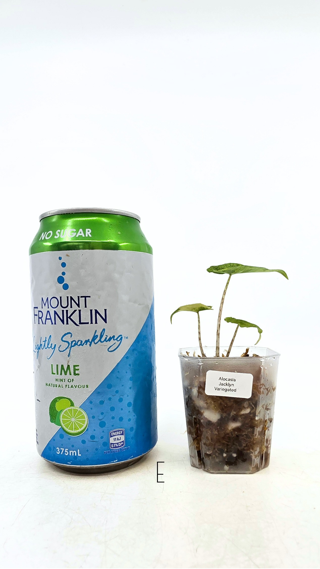 Rare indoor plannt Alocasia Jacklyn Variegated available for sale at rare house plant shop The Leaf Gallery in Perth, Western Australia.