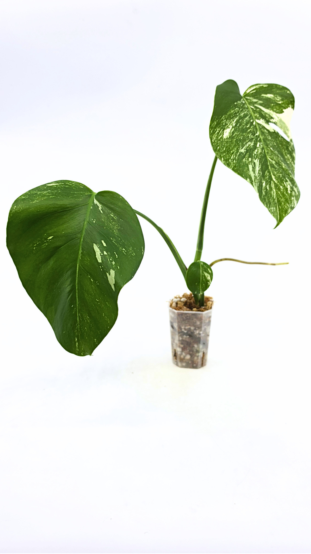 Rare indoor plant Monstera Albo Varigated available for sale at rare plant house plant shop The Leaf Gallery in Perth, Western Australia