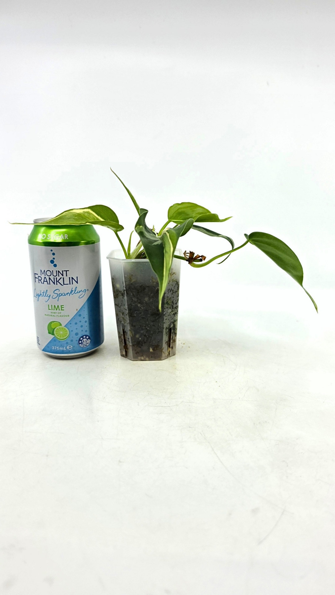 Rare indoor plant Philodendron Rio available at rare plant shop The Leaf Gallery in Perth, Western Australia.
