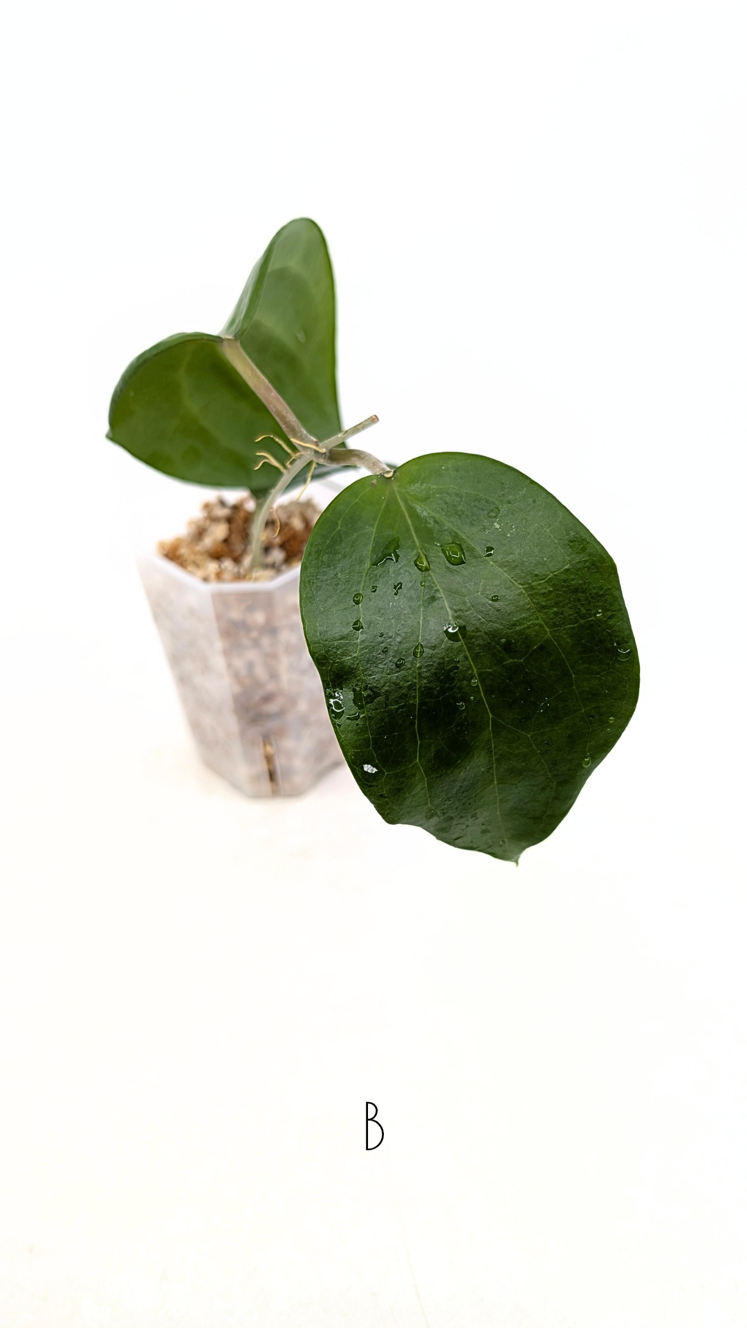 Rare waxplant Hoya Pentaphlebia available for sale at rare indoor plant shop The Leaf Gallery in Perth, Western Australia