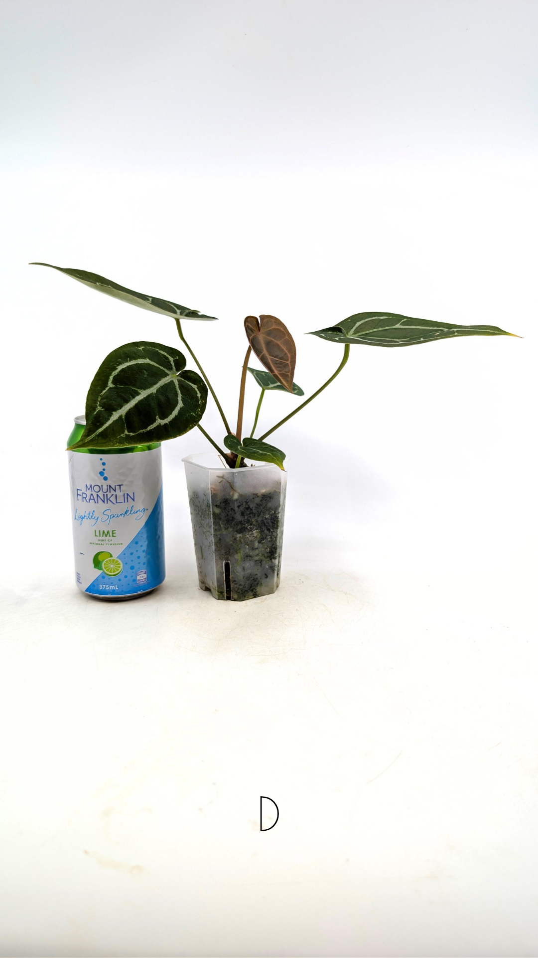 Rare anthurium hybrid Anthurium Dark Forgetii x Bessae Aff X Anthurium Michelle by The Leaf Gallery in Perth, Western Australia