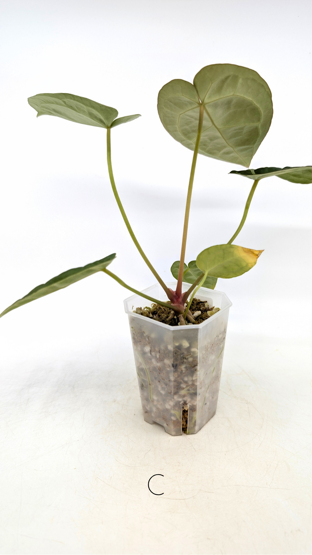 Rare anthurium hybrid Anthurium Dark Forgetii x Bessae Aff X Anthurium Michelle by The Leaf Gallery in Perth, Western Australia