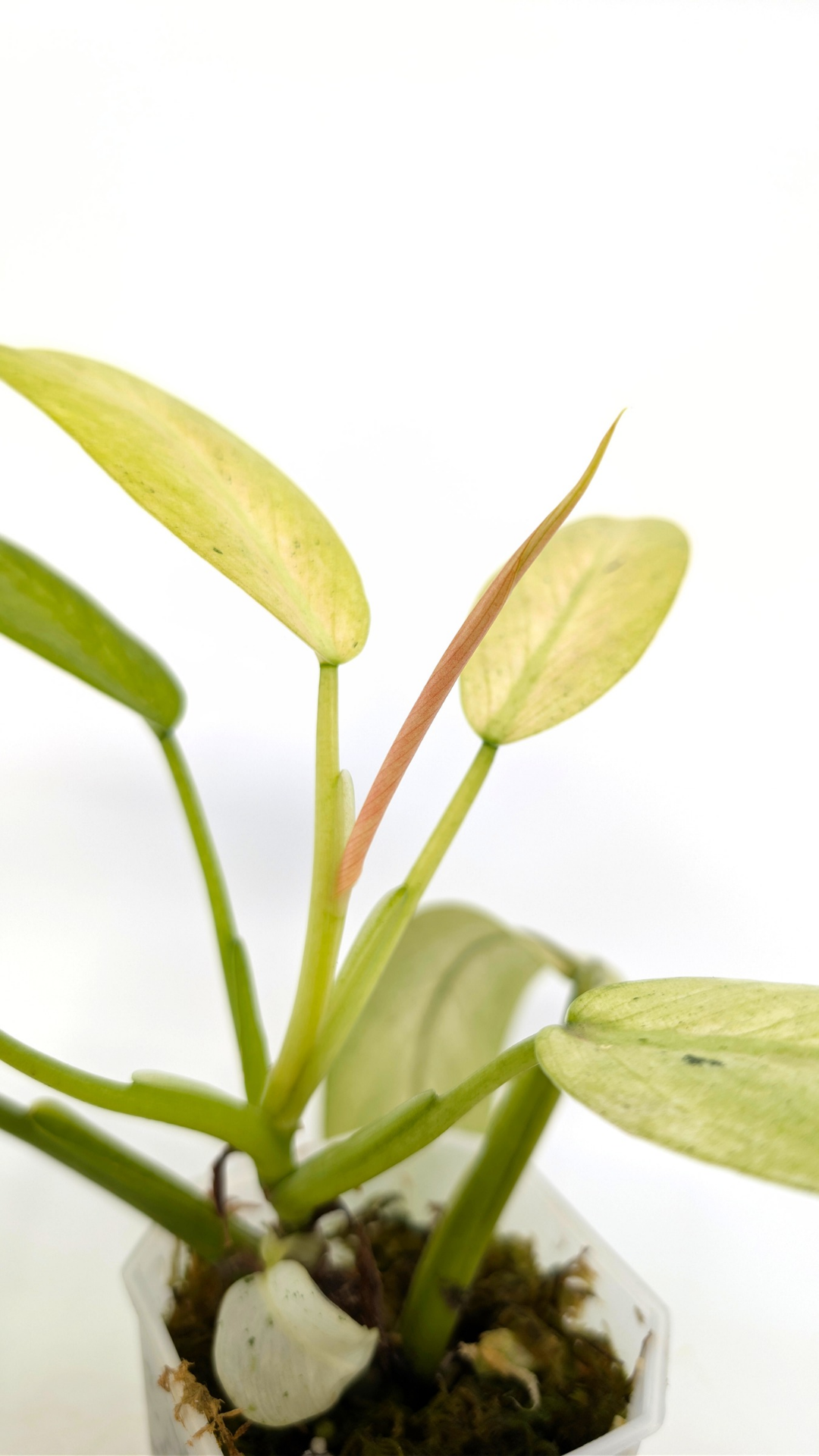 Rare indoor plant Philodendron Whipple Way available for sale at rare plant shop The Leaf Gallery in Perth, Western Australia