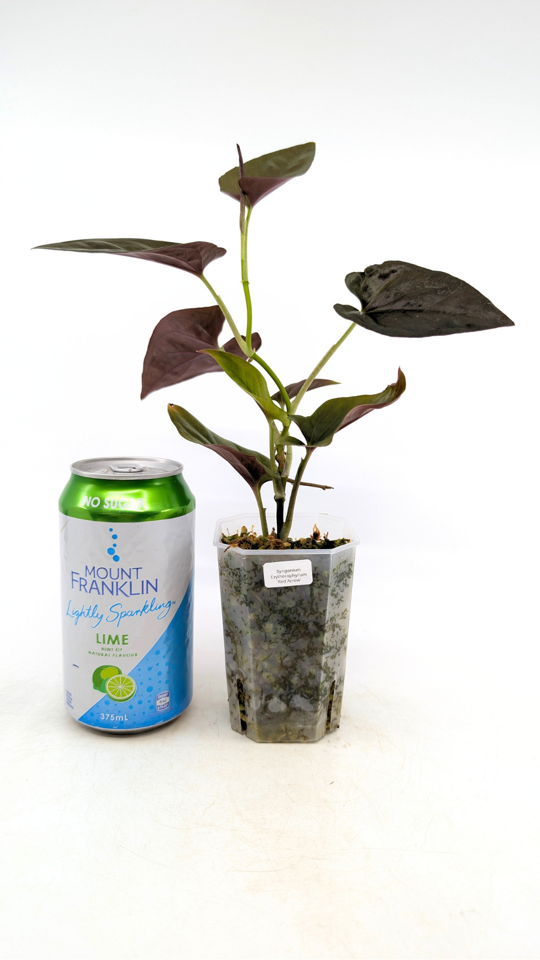 Rare indoor plant Syngonium Erythrophyllum Red Arrow available from rare houseplant shop The Leaf Gallery in Perth, Western Australia